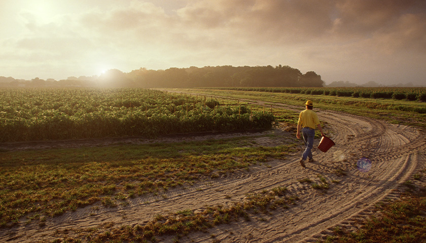 A person with a bucket walking in a field (photo)